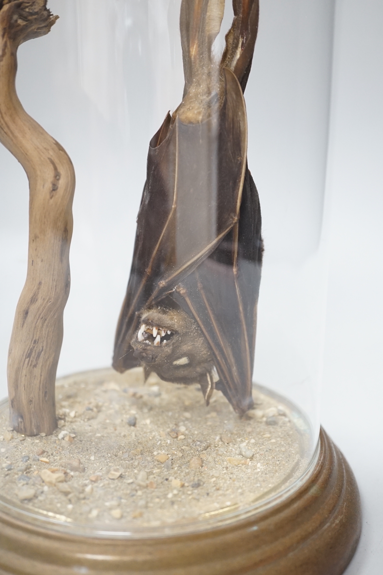 Taxidermy - an Indonesian short nosed fruit bat, housed in a glass display dome, 22cm high